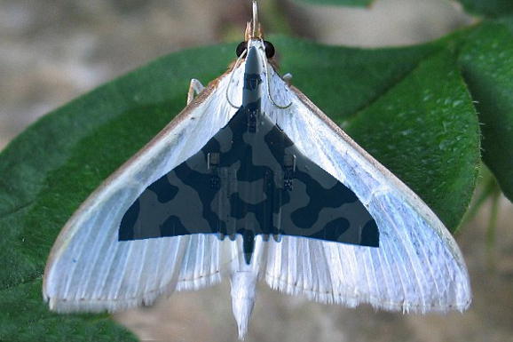 The Avro Vulcan Versus Mother Nature
